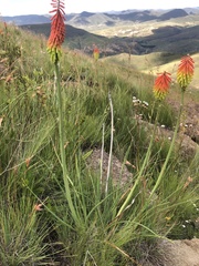 Kniphofia stricta