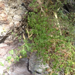 Pleurocoronis laphamioides