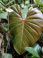 Philodendron antonioanum
