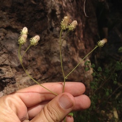 Pleurocoronis laphamioides