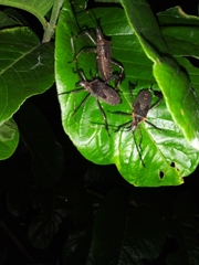 Leptoglossus gonagra