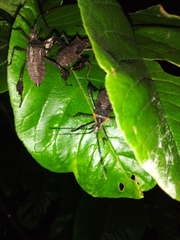 Leptoglossus gonagra