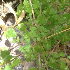 Pleurocoronis laphamioides