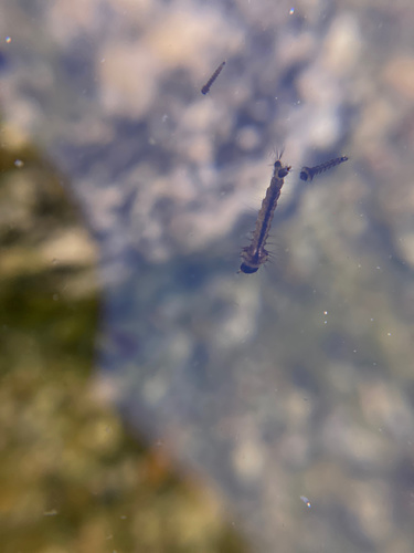 iNaturalist observation photo of Mosquitoes