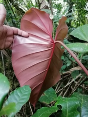 Philodendron antonioanum