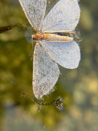 iNaturalist observation photo of Geometer Moths