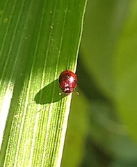 Coleoptera