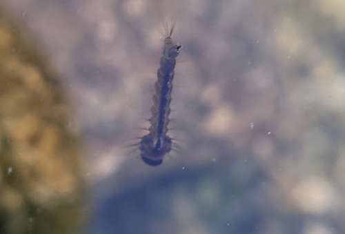 iNaturalist observation photo of Culicine Mosquitoes
