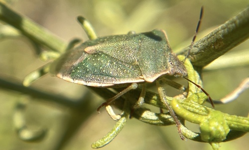 iNaturalist observation photo of Thyanta