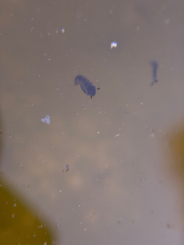 iNaturalist observation photo of Culicine Mosquitoes