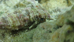Calcinus guamensis