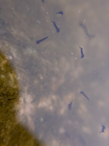 iNaturalist observation photo of Mosquitoes