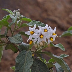 Solanum aloysiifolium