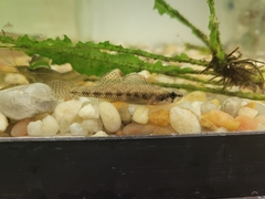 Etheostoma proeliare