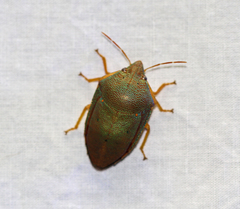 Coleotichus excellens