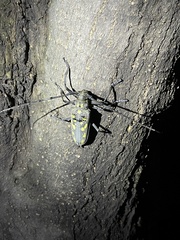 Batocera lineolata