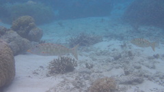 Lethrinus xanthochilus