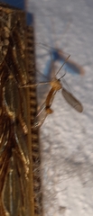 Microtipula