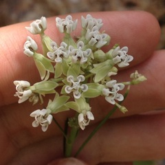 Asclepias leptopus