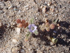 Phacelia stellaris
