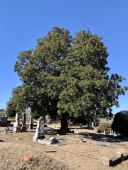 Magnolia grandiflora