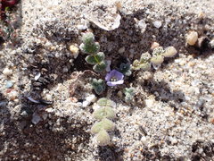 Phacelia stellaris