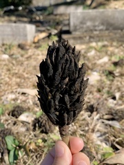 Magnolia grandiflora