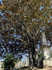 Magnolia grandiflora