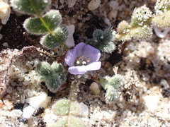 Phacelia stellaris