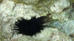 Echinothrix diadema