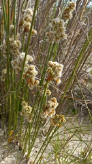 Androtrichum trigynum