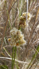 Androtrichum trigynum