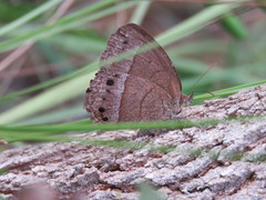 Yphthimoides patricia