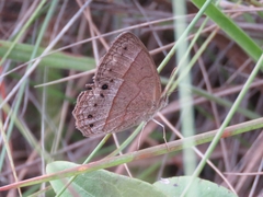 Yphthimoides patricia