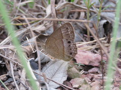 Yphthimoides patricia