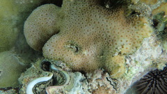 Goniastrea stelligera