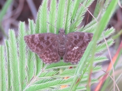 Viola violella