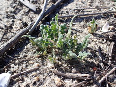 Phacelia stellaris