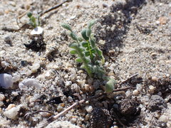 Phacelia stellaris