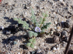 Phacelia stellaris