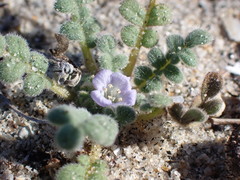 Phacelia stellaris