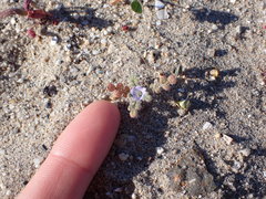Phacelia stellaris