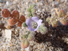 Phacelia stellaris