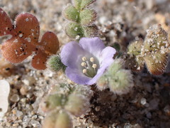Phacelia stellaris