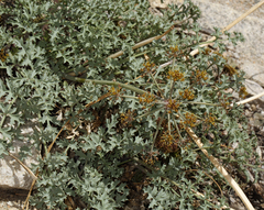 Lomatium rigidum