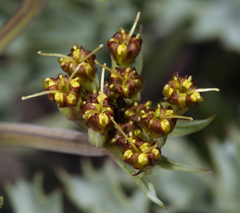 Lomatium rigidum