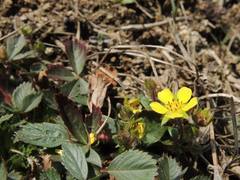 Potentilla fragarioides