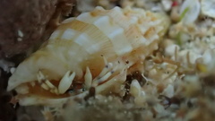 Calcinus guamensis