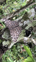 Hamadryas feronia
