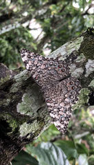 Hamadryas feronia